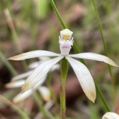 Caladenia ustulata at Kaleen, ACT - 3 Oct 2021