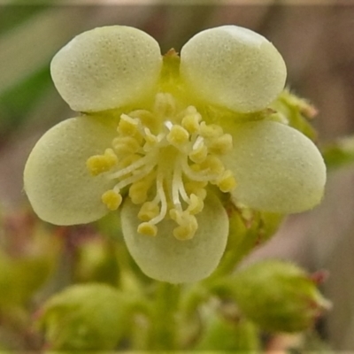 Gynatrix pulchella (Hemp Bush) at Namadgi National Park - 3 Oct 2021 by JohnBundock