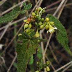 Gynatrix pulchella at Booth, ACT - 3 Oct 2021