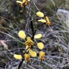 Diuris pardina (Leopard Doubletail) at Bungendore, NSW - 27 Sep 2021 by yellowboxwoodland