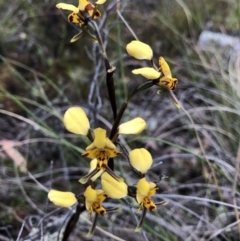 Diuris pardina (Leopard Doubletail) at Bungendore, NSW - 28 Sep 2021 by yellowboxwoodland