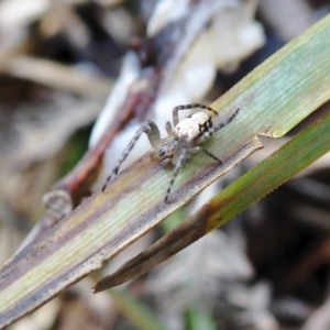 Plebs eburnus at Yass River, NSW - 3 Oct 2021 03:57 PM