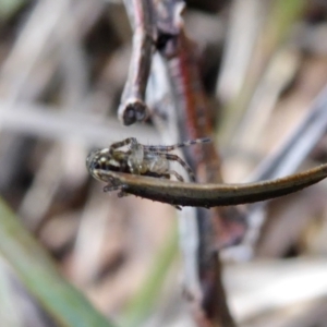 Plebs eburnus at Yass River, NSW - 3 Oct 2021 03:57 PM