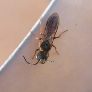 Tachynomyia sp. (genus) at Yass River, NSW - 3 Oct 2021 04:33 PM