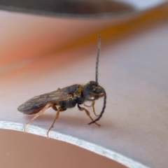 Tachynomyia sp. (genus) at Yass River, NSW - 3 Oct 2021