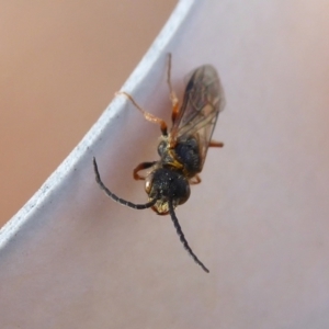 Tachynomyia sp. (genus) at Yass River, NSW - 3 Oct 2021