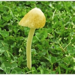 Bolbitius titubans (Yellow Fieldcap Mushroom) at Crooked Corner, NSW - 2 Oct 2021 by Milly