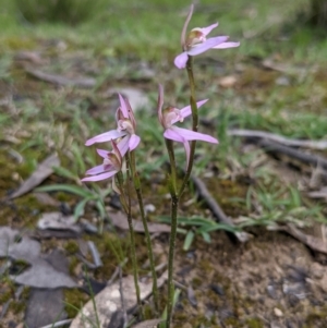 Caladenia carnea at Currawang, NSW - suppressed