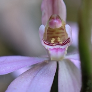 Caladenia carnea at Currawang, NSW - suppressed