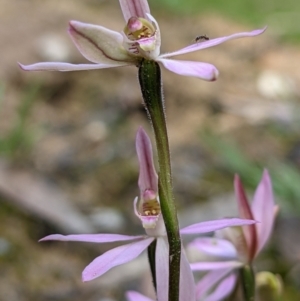 Caladenia carnea at Currawang, NSW - suppressed