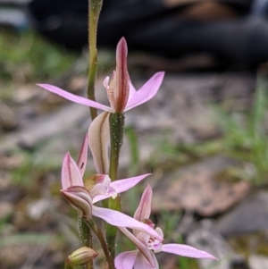 Caladenia carnea at Currawang, NSW - suppressed