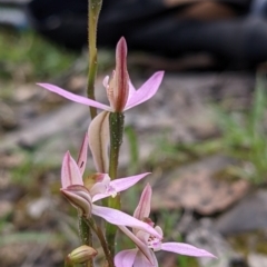 Caladenia carnea at Currawang, NSW - 3 Oct 2021