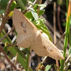 Epicyme rubropunctaria (Red-spotted Delicate) at Cook, ACT - 1 Oct 2021 by drakes