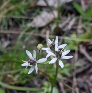 Wurmbea dioica subsp. dioica at Talmalmo, NSW - 2 Oct 2021 11:46 AM