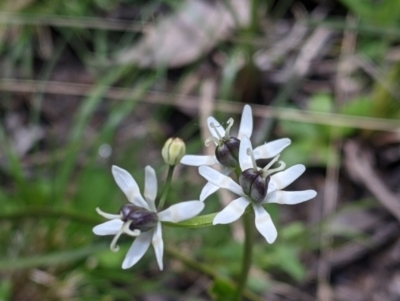 Wurmbea dioica subsp. dioica (Early Nancy) at Talmalmo, NSW - 2 Oct 2021 by Darcy