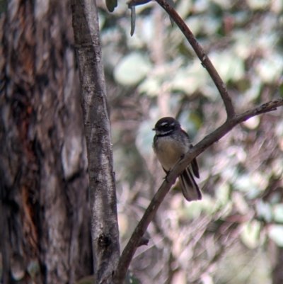 Rhipidura albiscapa (Grey Fantail) at Woomargama National Park - 2 Oct 2021 by Darcy