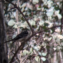 Rhipidura albiscapa at Talmalmo, NSW - 2 Oct 2021 11:57 AM