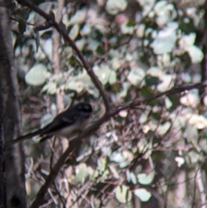 Rhipidura albiscapa at Talmalmo, NSW - 2 Oct 2021