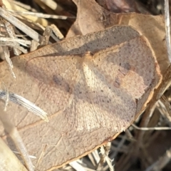 Epicyme rubropunctaria (Red-spotted Delicate) at Cook, ACT - 31 Aug 2021 by drakes