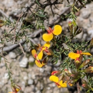 Dillwynia sericea at Undefined Area - 2 Oct 2021