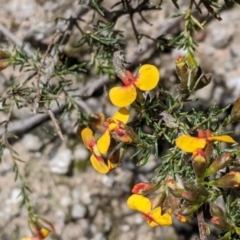 Dillwynia sericea (Egg And Bacon Peas) at Woomargama National Park - 2 Oct 2021 by Darcy