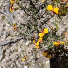 Dillwynia sericea at Undefined Area - 2 Oct 2021