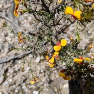 Dillwynia sericea at Undefined Area - 2 Oct 2021 11:59 AM