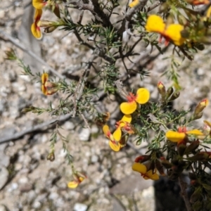 Dillwynia sericea at Undefined Area - 2 Oct 2021