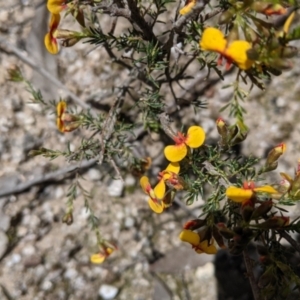Dillwynia sericea at Undefined Area - 2 Oct 2021