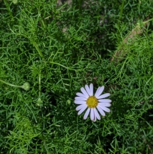 Brachyscome multifida at Woomargama, NSW - 2 Oct 2021 12:03 PM