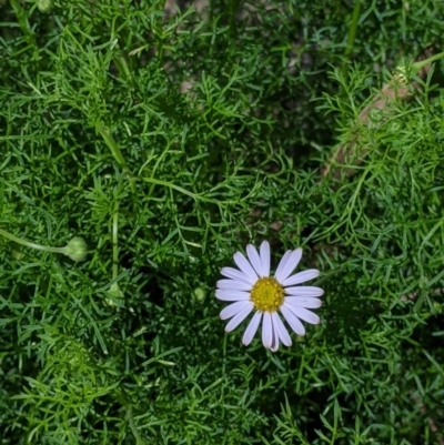 Brachyscome multifida (Cut-leaf Daisy) at Woomargama, NSW - 2 Oct 2021 by Darcy