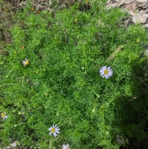 Brachyscome multifida at Woomargama, NSW - 2 Oct 2021 12:03 PM