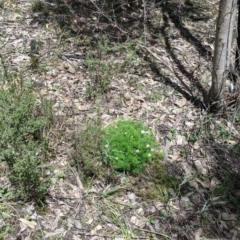 Brachyscome multifida at Woomargama, NSW - 2 Oct 2021 12:03 PM