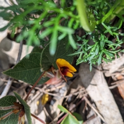 Platylobium formosum (Handsome Flat Pea) at Woomargama National Park - 2 Oct 2021 by Darcy