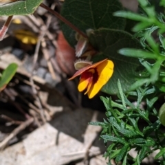 Platylobium formosum at Woomargama, NSW - 2 Oct 2021 12:05 PM