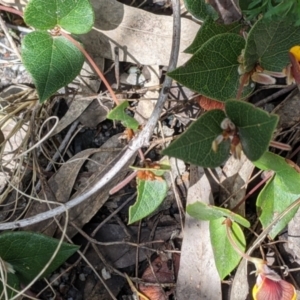 Platylobium formosum at Woomargama, NSW - 2 Oct 2021 12:05 PM
