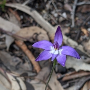 Glossodia major at Talmalmo, NSW - suppressed