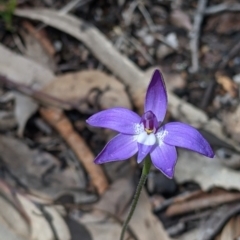 Glossodia major (Wax Lip Orchid) at Talmalmo, NSW - 2 Oct 2021 by Darcy