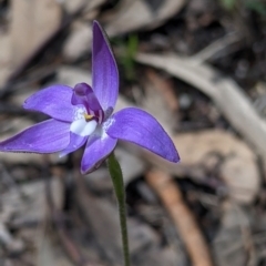 Glossodia major at Talmalmo, NSW - suppressed