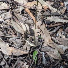 Glossodia major at Talmalmo, NSW - suppressed