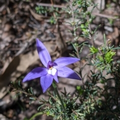 Glossodia major (Wax Lip Orchid) at Woomargama National Park - 2 Oct 2021 by Darcy