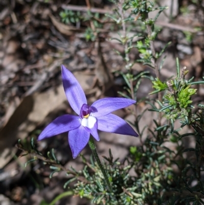 Glossodia major (Wax Lip Orchid) at Woomargama National Park - 2 Oct 2021 by Darcy