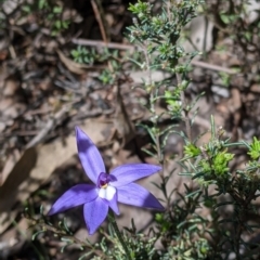 Glossodia major at Talmalmo, NSW - 2 Oct 2021