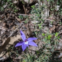 Glossodia major at Talmalmo, NSW - 2 Oct 2021