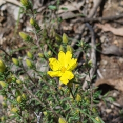 Hibbertia riparia (Erect Guinea-flower) at Woomargama National Park - 2 Oct 2021 by Darcy