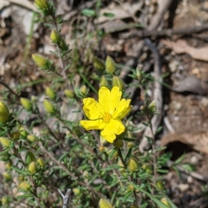 Hibbertia riparia at Talmalmo, NSW - 2 Oct 2021