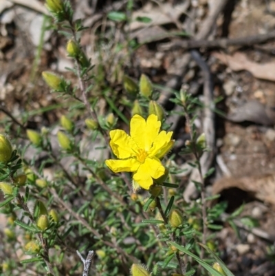 Hibbertia riparia (Erect Guinea-flower) at Talmalmo, NSW - 2 Oct 2021 by Darcy