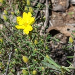 Hibbertia riparia at Talmalmo, NSW - 2 Oct 2021 12:15 PM