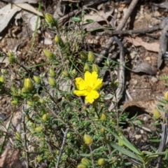 Hibbertia riparia at Talmalmo, NSW - 2 Oct 2021