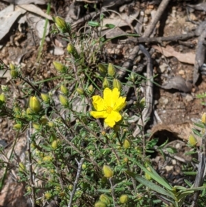 Hibbertia riparia at Talmalmo, NSW - 2 Oct 2021